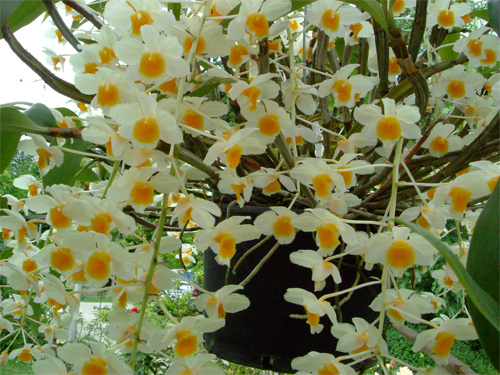 dendrobium-farmeri-alba-500.jpg