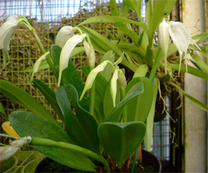 masd.-tovarensis.jpg