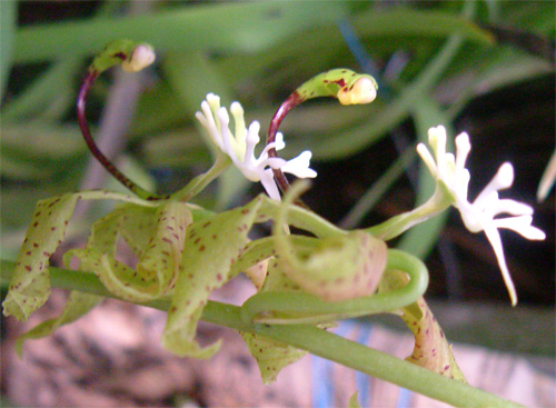 orchidea-cigno-500_04.jpg