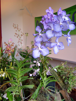 orchidee-sul-lago-vandax-bl