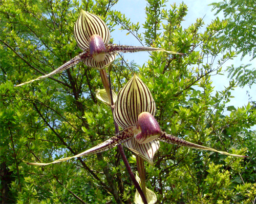 paph.-rotsh-500.jpg